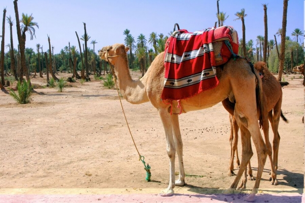 Paseo en camello en Asilah