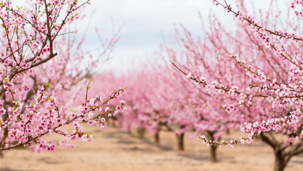 RUTA LOS ALMENDROS EN FLOR ALCOLEA + CORBOBA